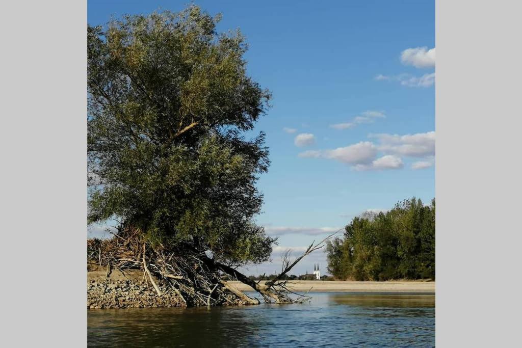 Вилла Danube Fairy Futog Экстерьер фото